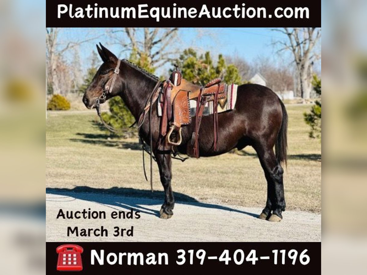 Mule Gelding 12 years Black in Zearing IA