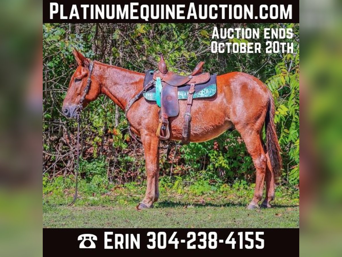 Mule Gelding 12 years in Flemingsburg KY