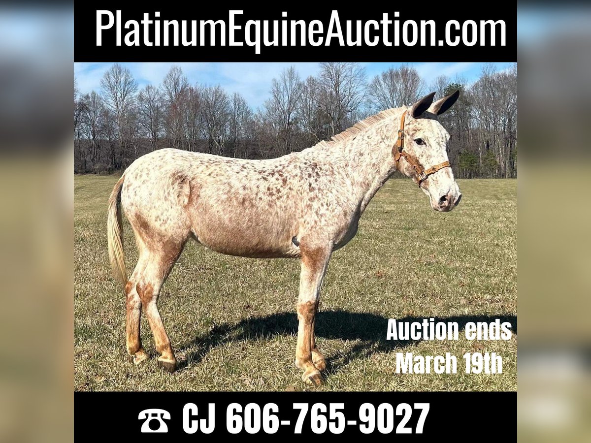 Mule Gelding 13 years 14,1 hh Roan-Red in Whitley City, KY