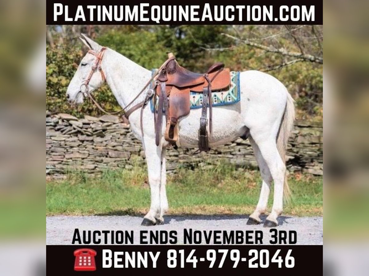 Mule Gelding 13 years 14,1 hh Grey in Everett PA