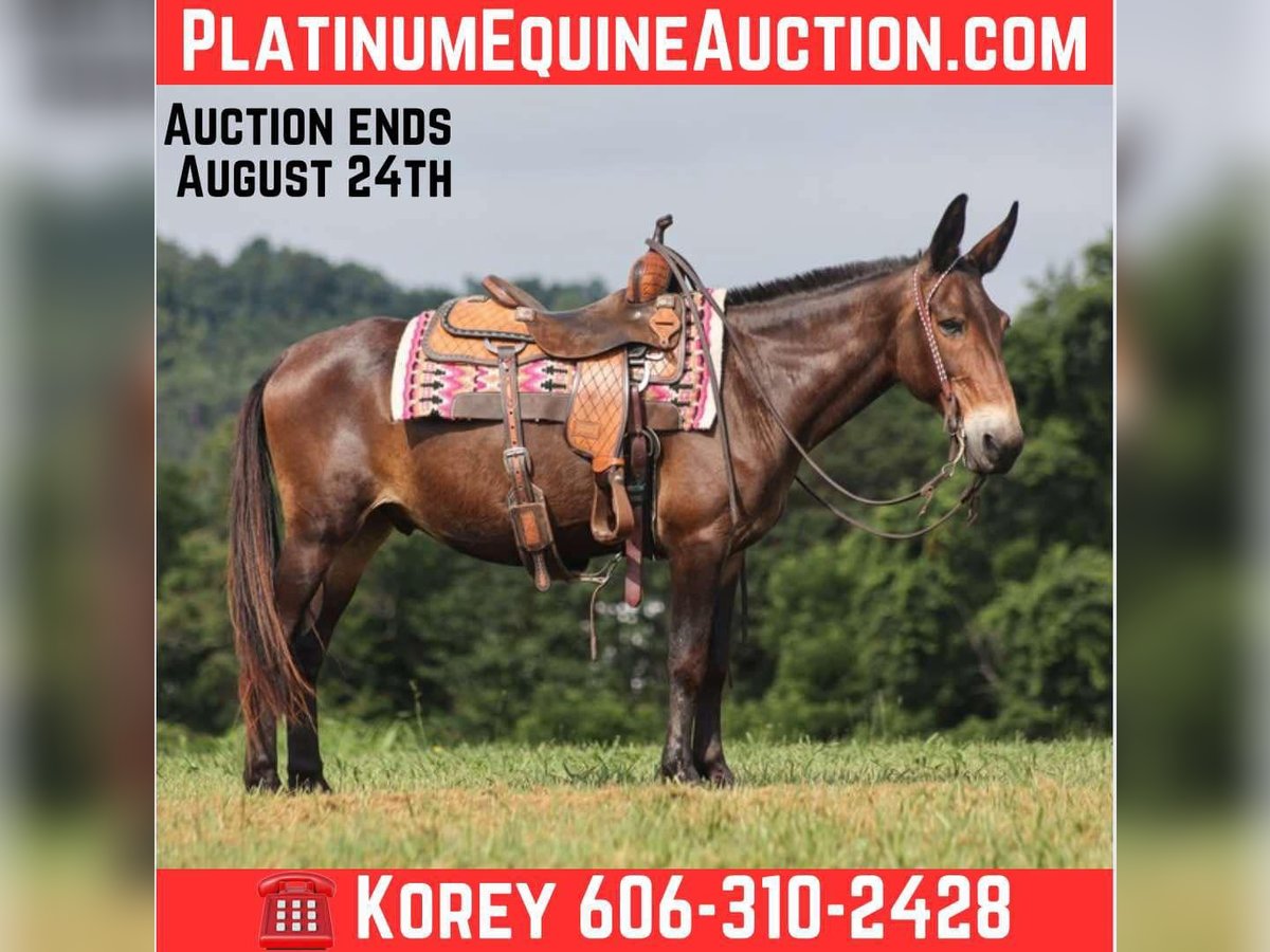 Mule Gelding 13 years 14,2 hh Bay in Whitley City KY