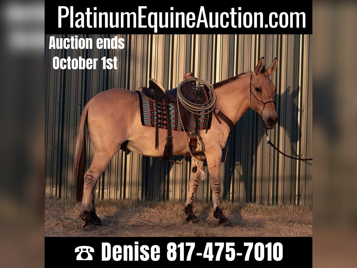 Mule Gelding 14 years 15,1 hh Dun in Azle TX