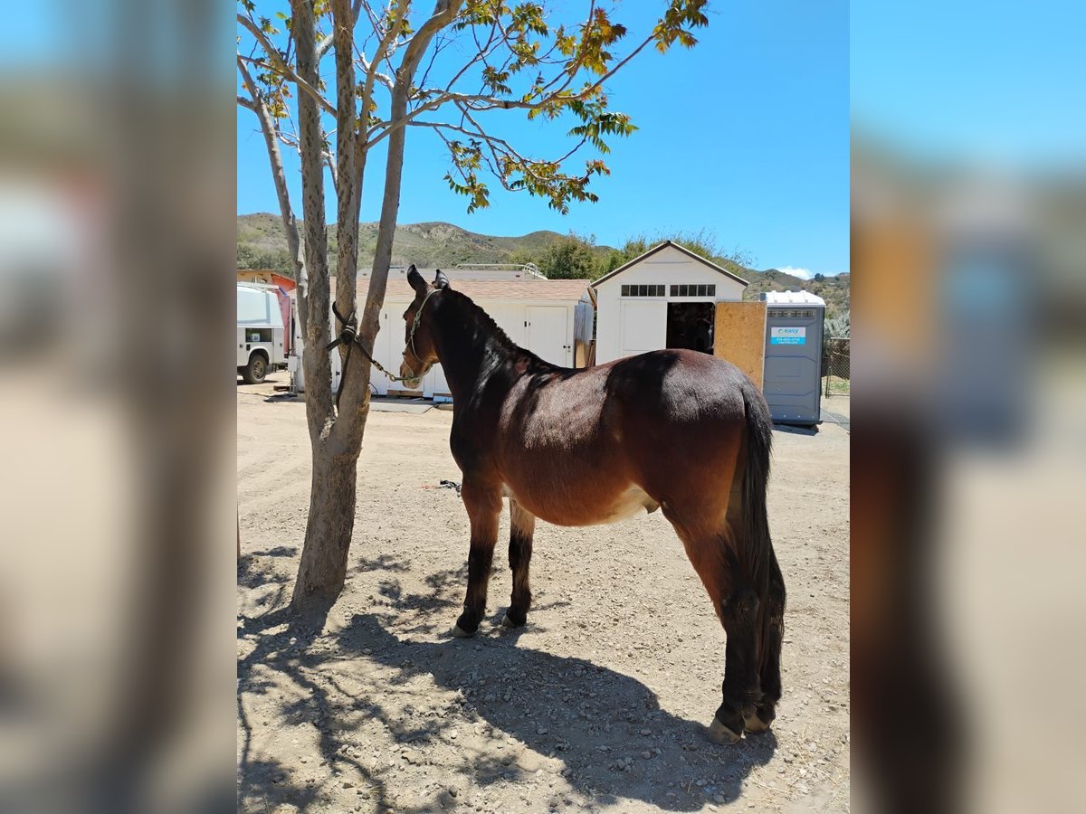 Mule Mix Gelding 14 years 15 hh Bay in Forest park