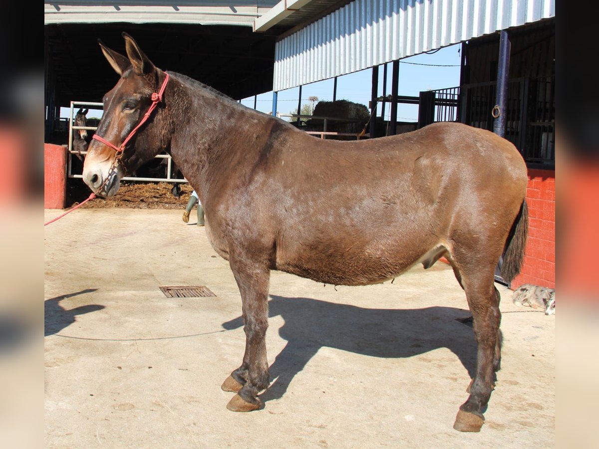 Mule Gelding 14 years 16,2 hh Brown in Vejer de la Frontera