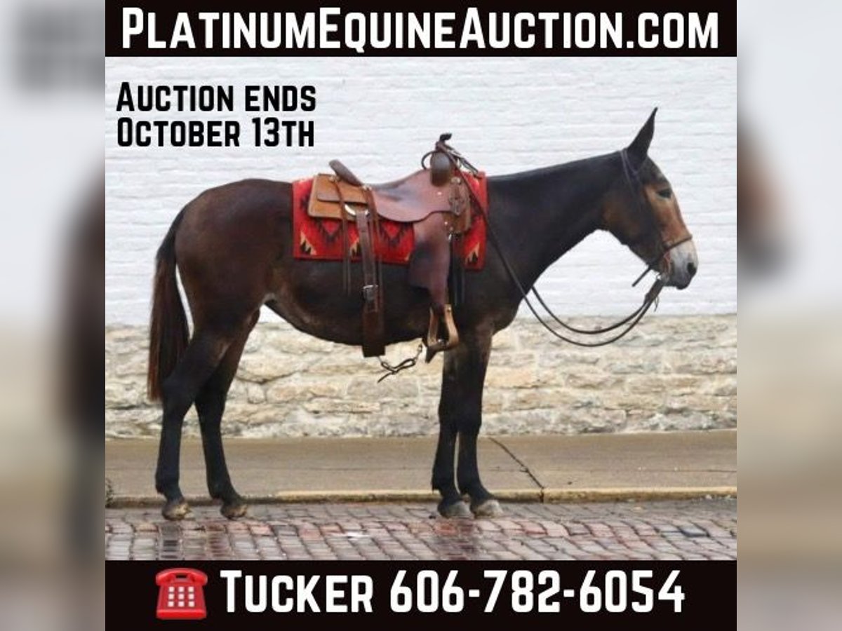 Mule Gelding 14 years in Brooksville KY
