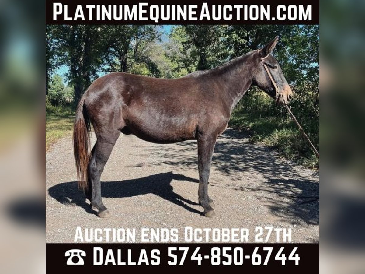 Mule Gelding 15 years 13 hh Black in North Judson IN