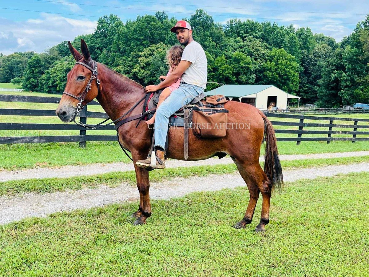 Mule Gelding 15 years 15 hh Sorrel in Tompkinsville, ky