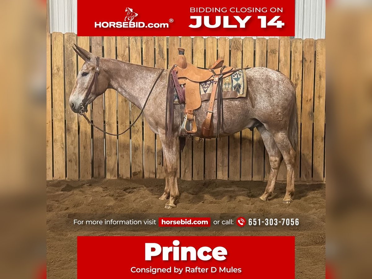 Mule Gelding 15 years 15,2 hh Sorrel in Hastings