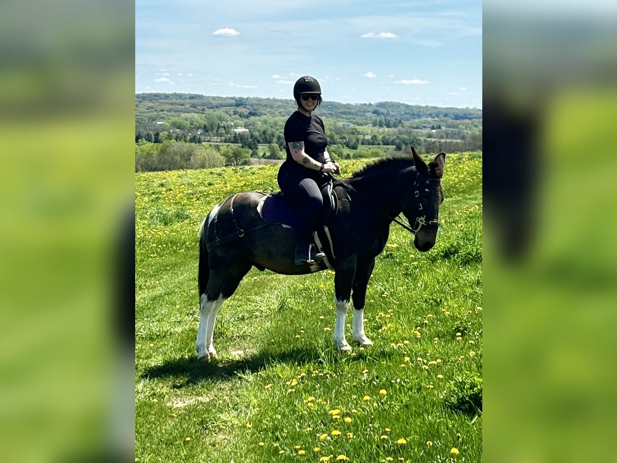 Mule Gelding 16 years 13,2 hh Pinto in Woodville