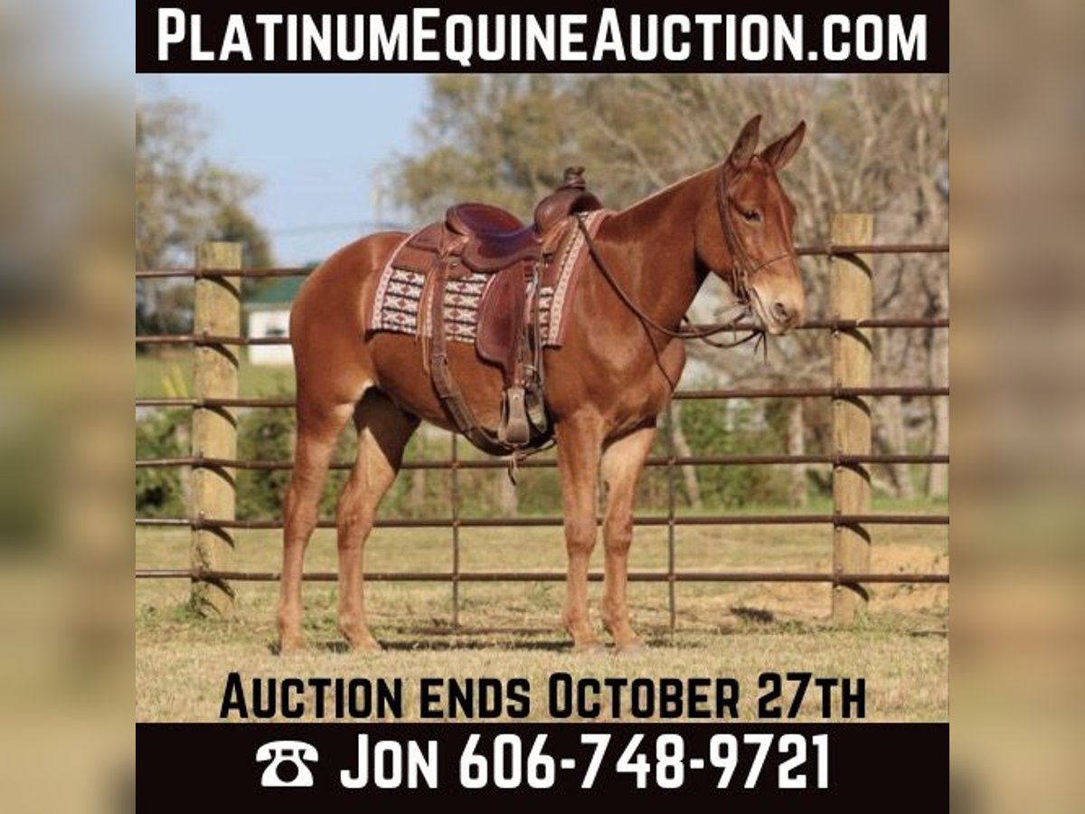 Mule Gelding 16 years 15 hh in Brooksville Ky