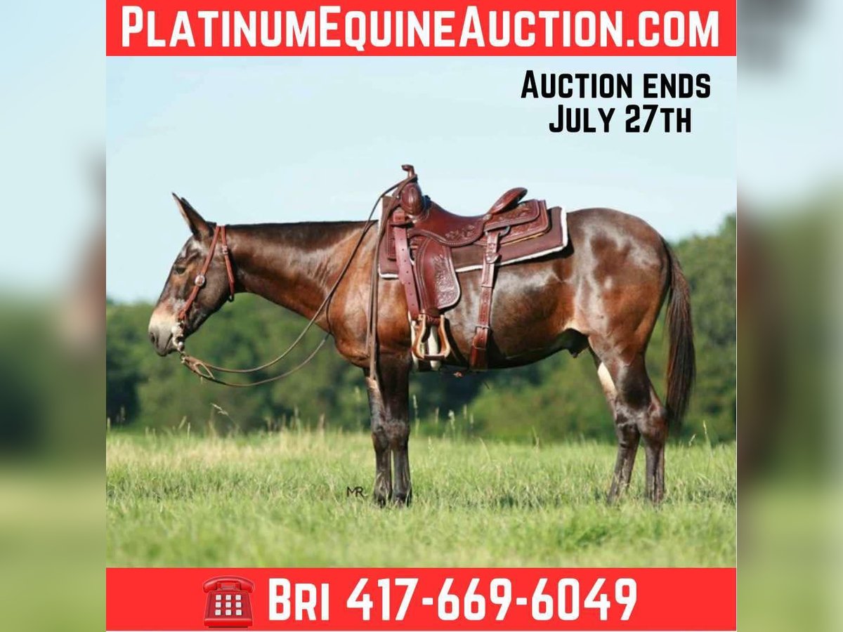 Mule Gelding 18 years 14,1 hh Bay in Everton, MO