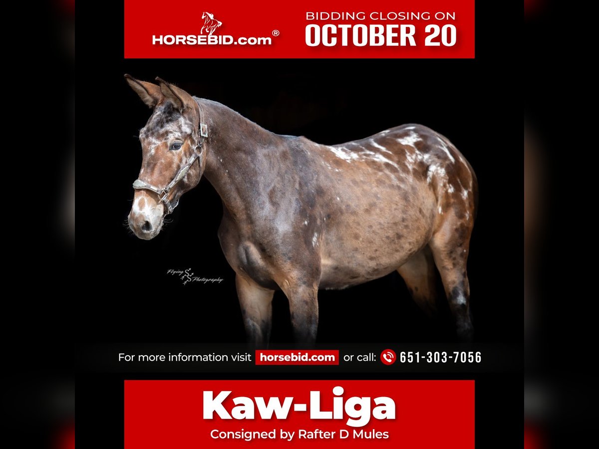 Mule Gelding 2 years 15,2 hh Black in Hastings