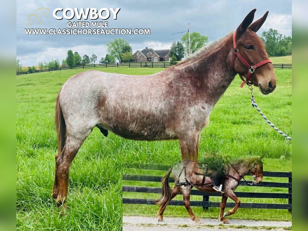 Mule Gelding 4 years 14 hh Bay in Tompkinsville, KY