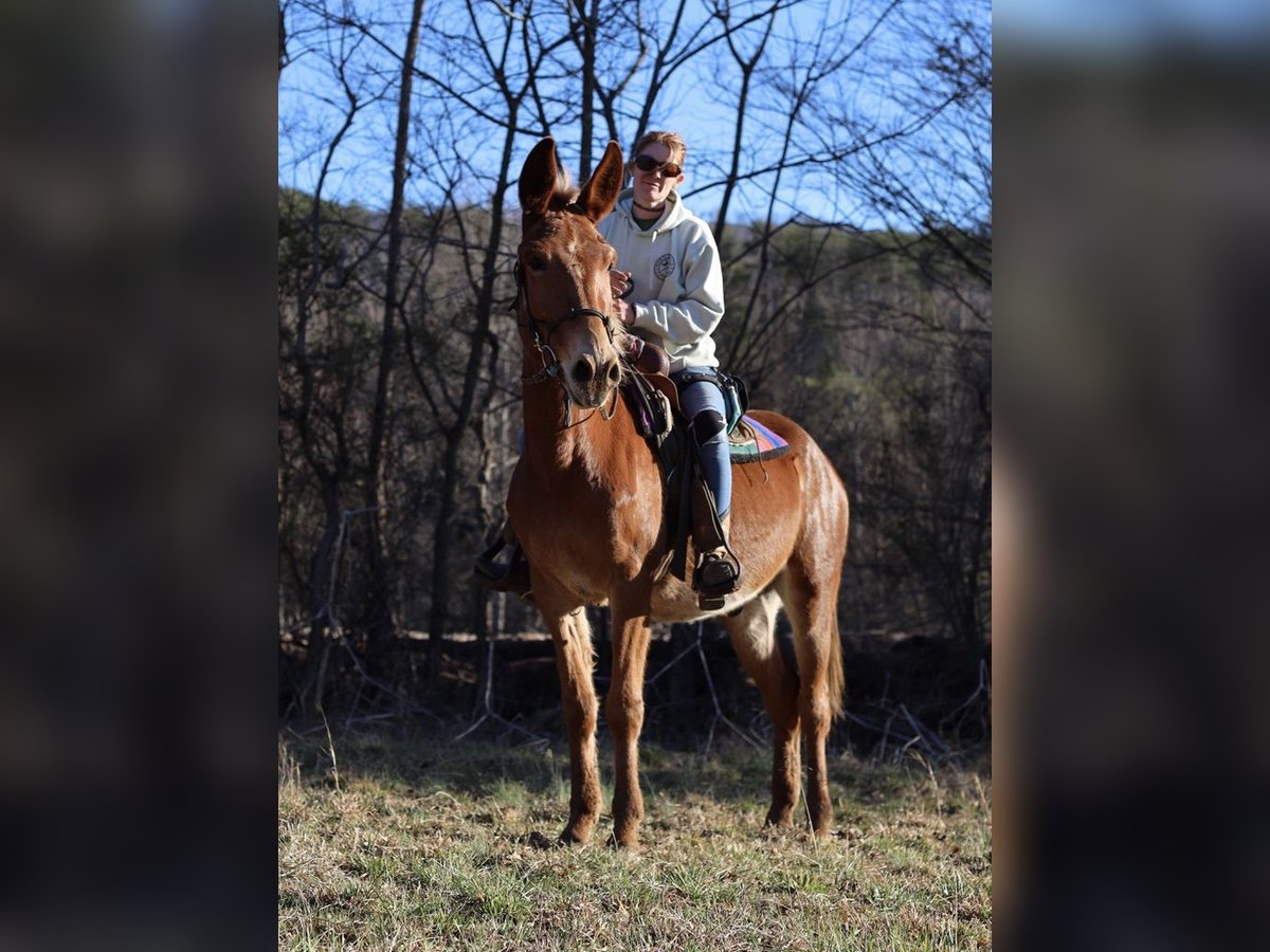 Mule Gelding 4 years 15 hh Roan-Red in Maryville