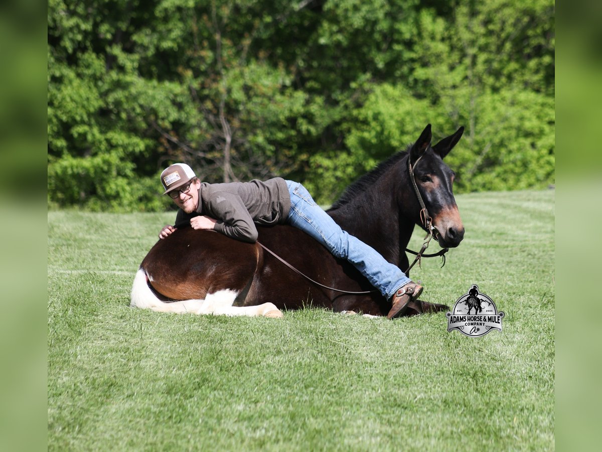 Mule Gelding 4 years Bay in Mount Vernon, KY