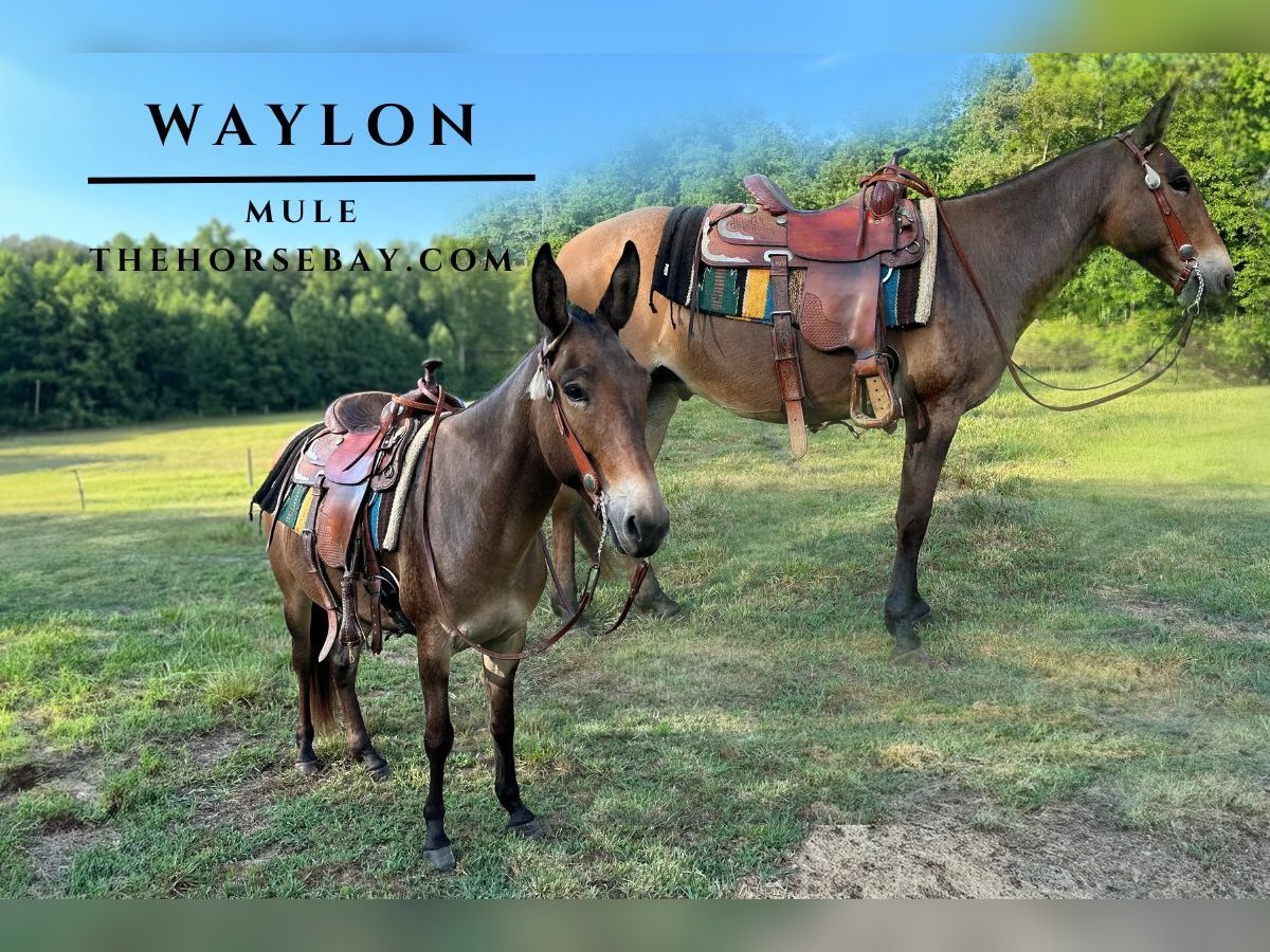 Mule Gelding 6 years 14,2 hh Dun in Quinton, VA