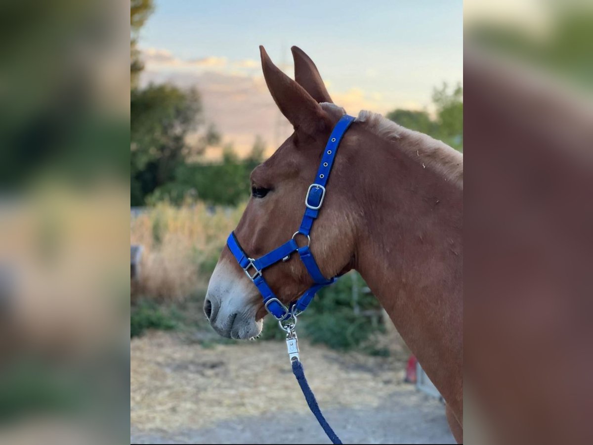 Mule Gelding 6 years 14,2 hh Sorrel in Bad Homburg vor der HöheBad Homburg