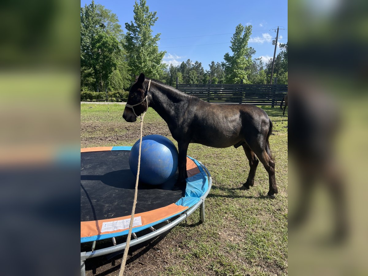 Mule Mix Gelding 7 years 12 hh Bay in Deridder