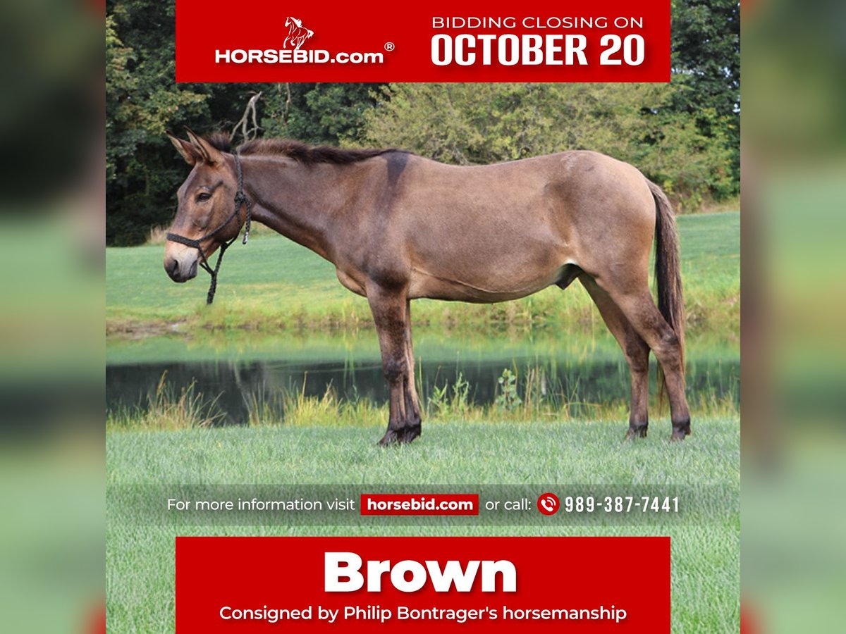 Mule Gelding 7 years 13,3 hh Bay in Howell