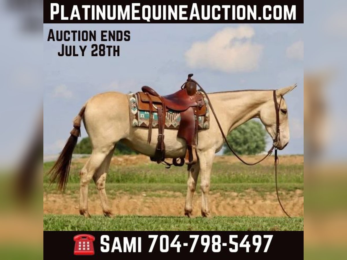 Mule Gelding 7 years 14,2 hh in Brooksville, Ky