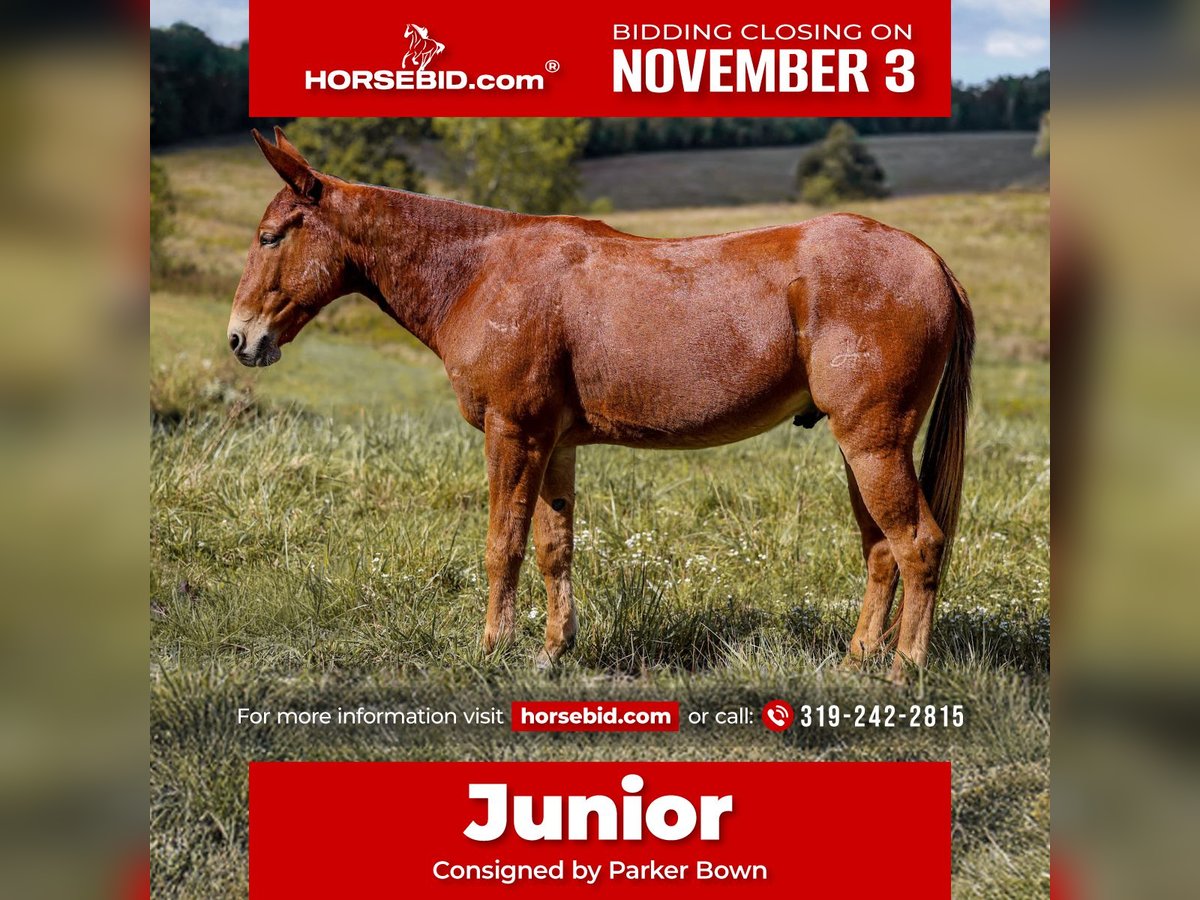 Mule Gelding 7 years 15,2 hh Sorrel in Somerset KY