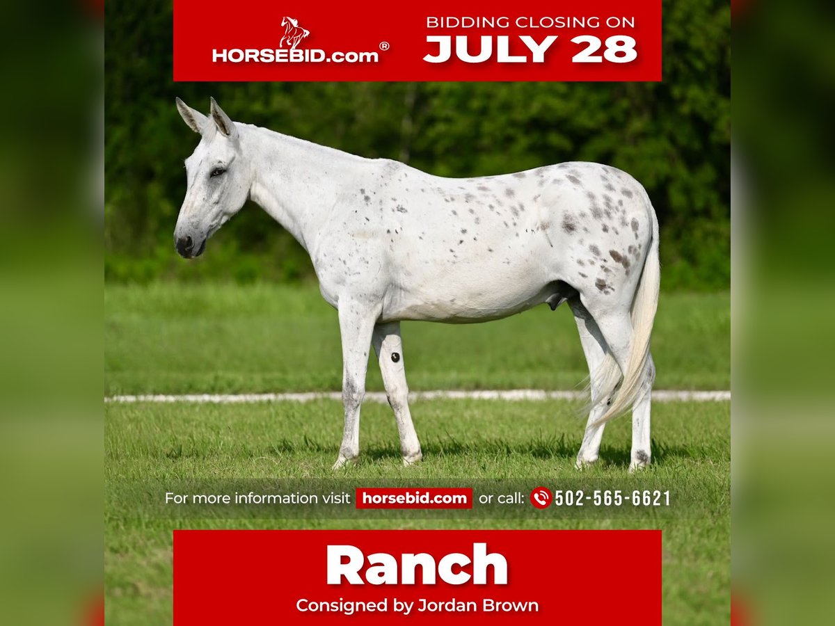 Mule Gelding 8 years 14,2 hh in Waco, TX