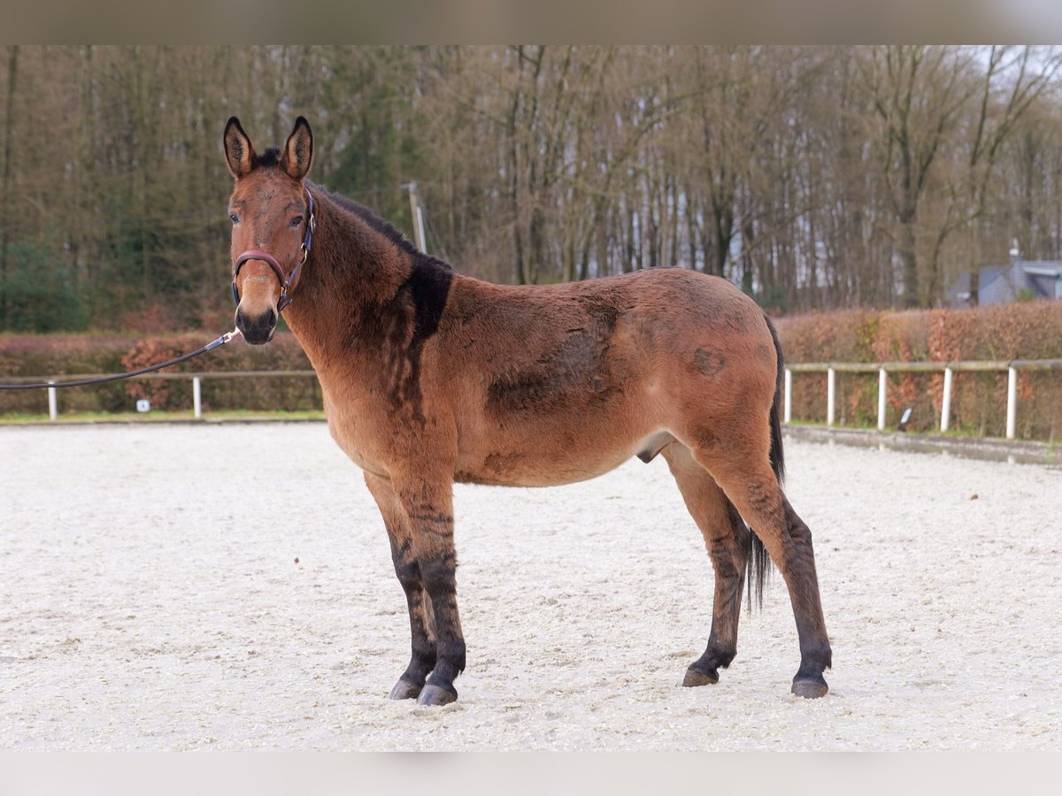 Mule Gelding 8 years 15,1 hh Brown in Neustadt (Wied)