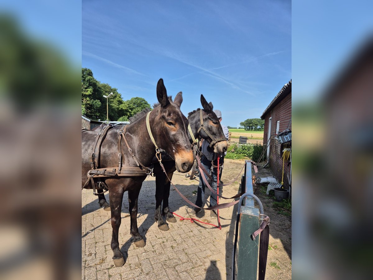 Mule Gelding 8 years 15,2 hh Bay-Dark in Aalten