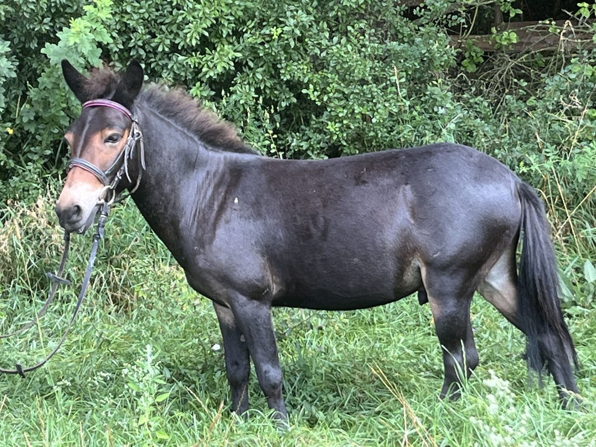 Mule Gelding 9 years 10,2 hh Brown in Ursensollen