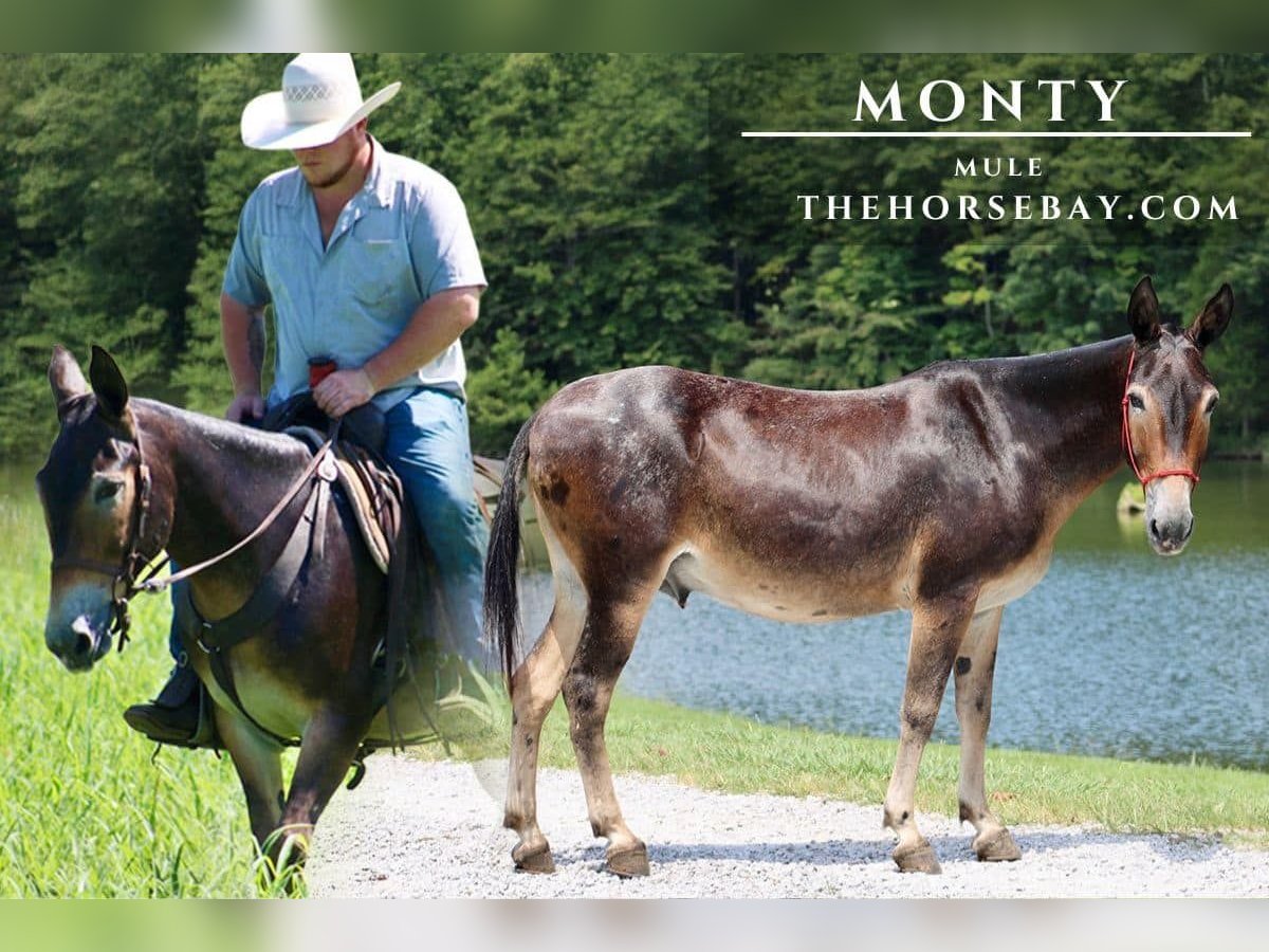 Mule Gelding 9 years 14,1 hh Black in Tompkinsville, KY