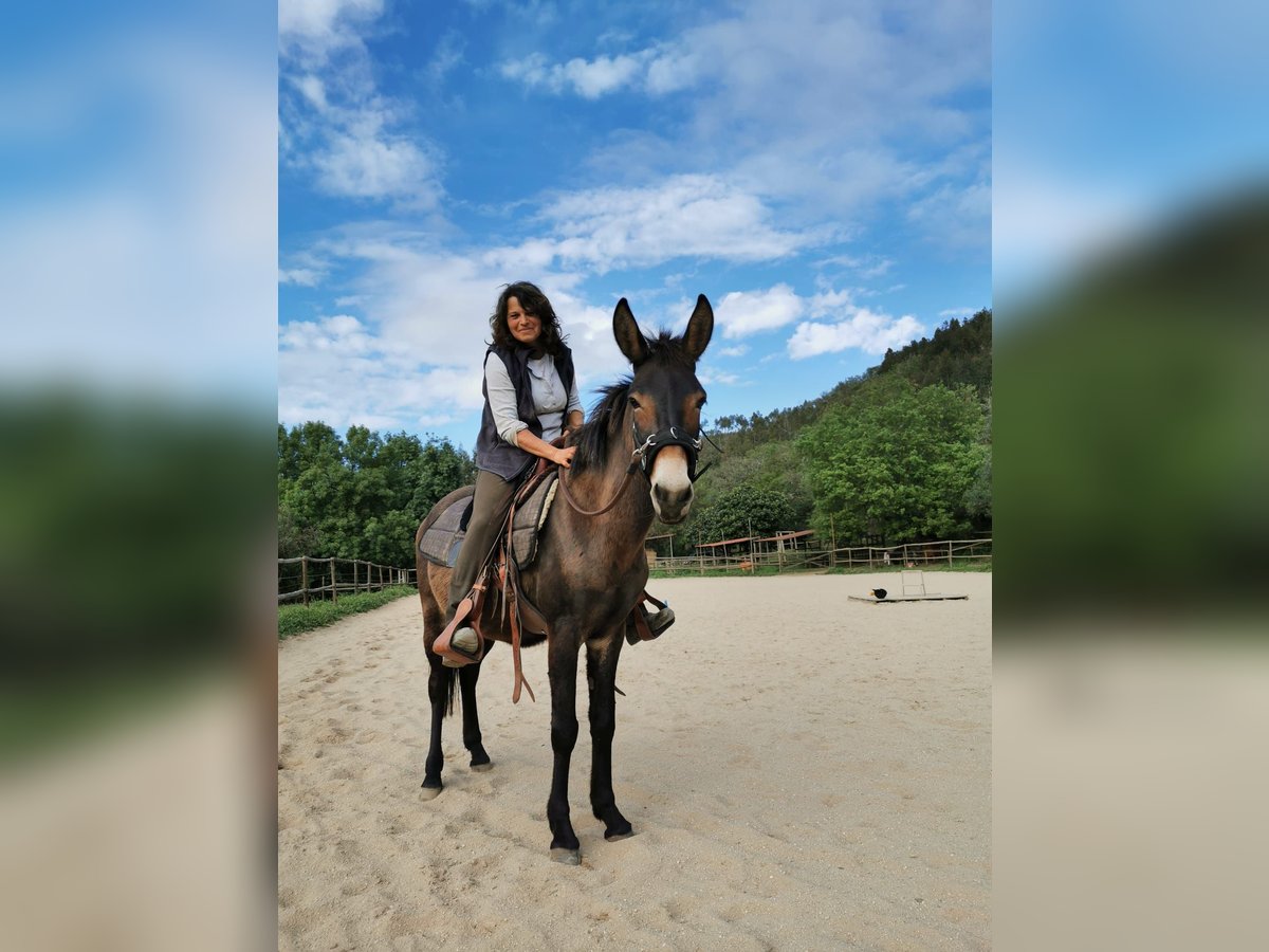 Mule Gelding 9 years 14,2 hh Smoky-Black in Eglfing
