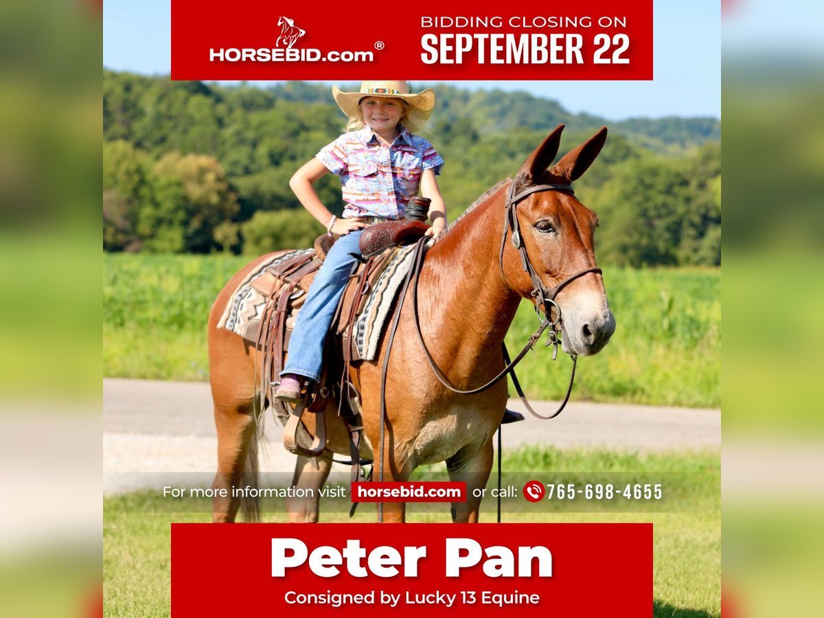 Mule Gelding 9 years 14,3 hh Sorrel in Mount Vernon