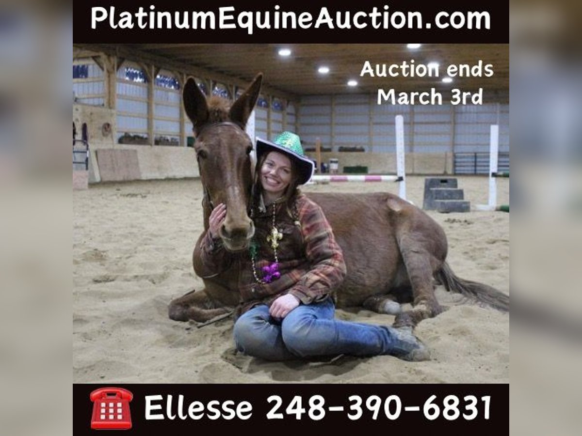 Mule Gelding 9 years 15 hh Chestnut in Howell MI