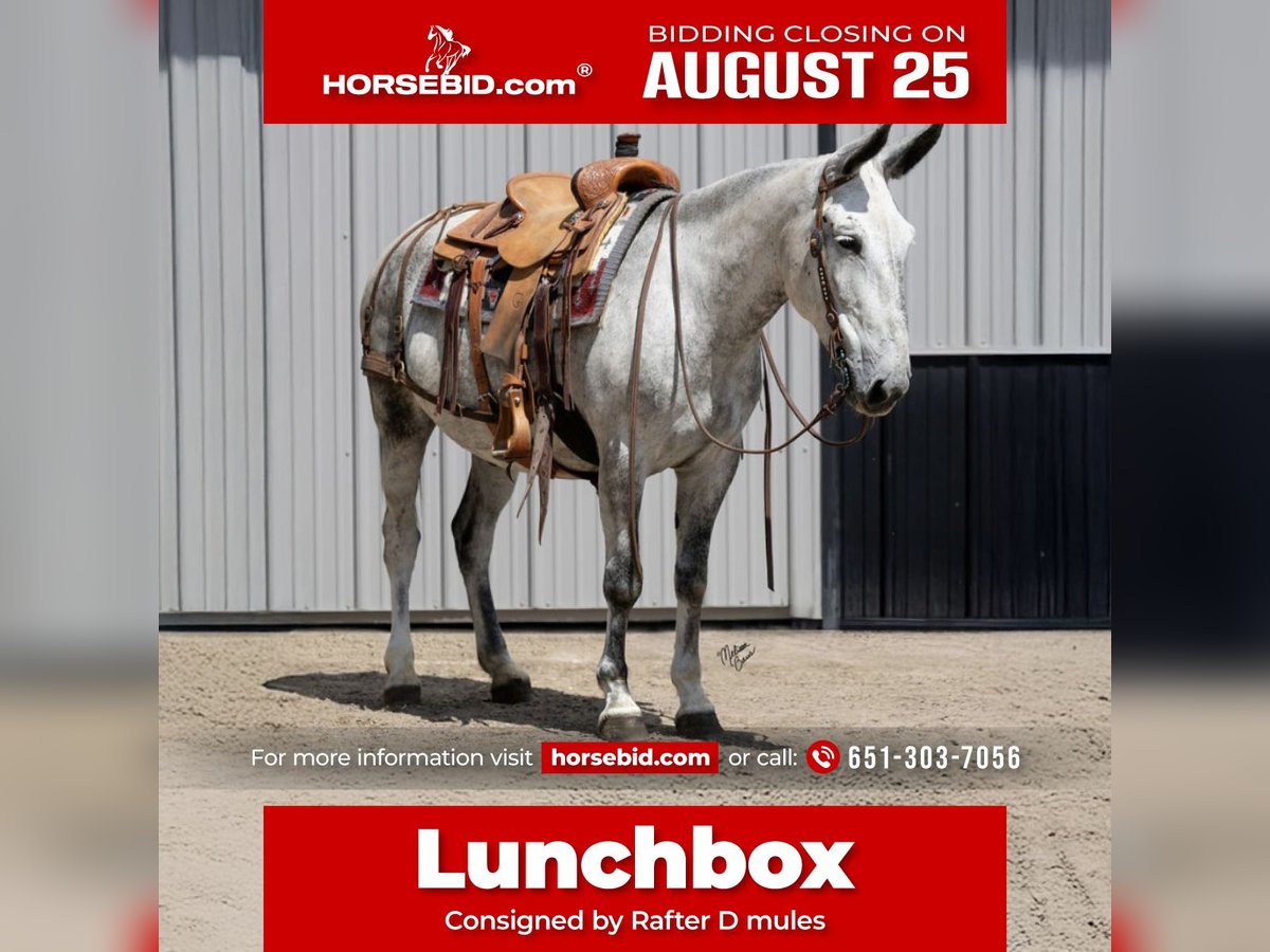 Mule Gelding 9 years 15 hh Grey in Hastings