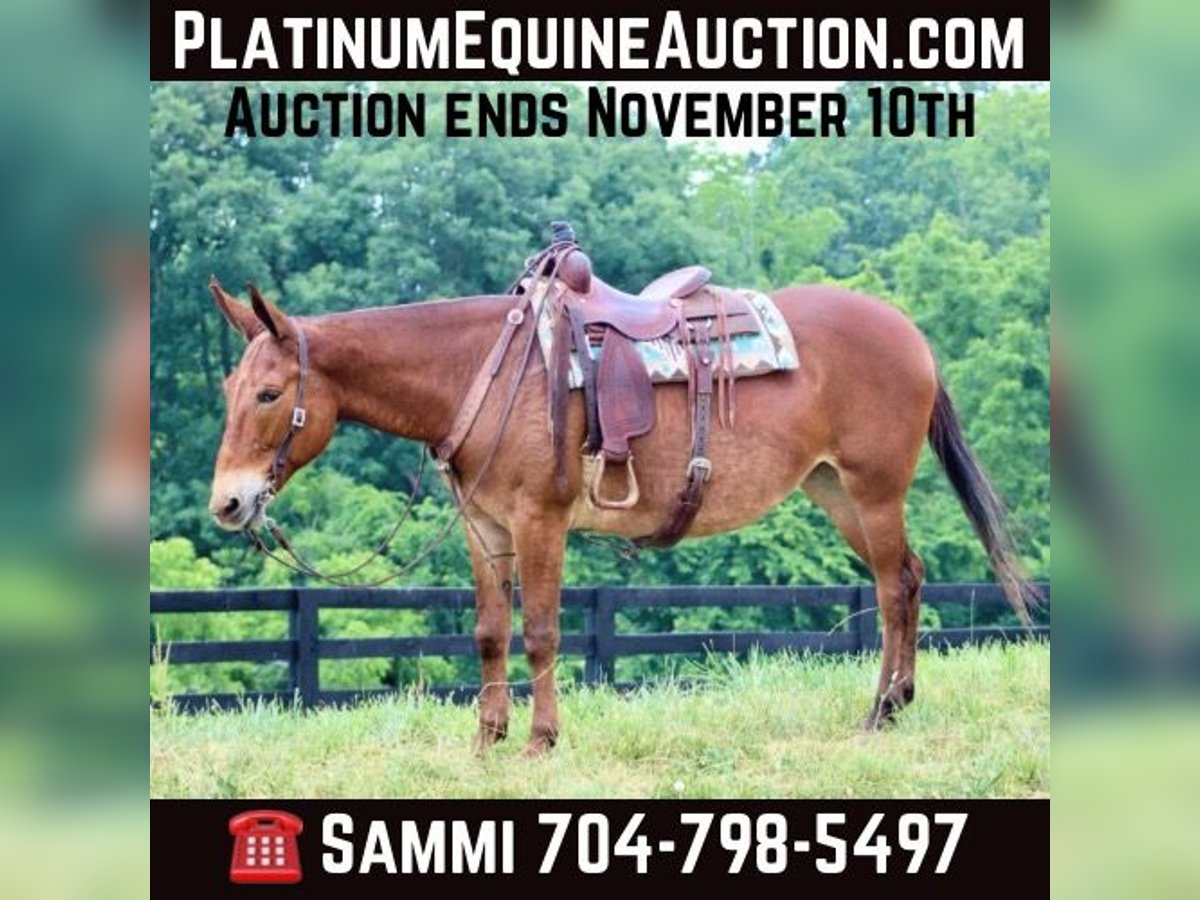Mule Gelding 9 years 16 hh in Brooksville KY