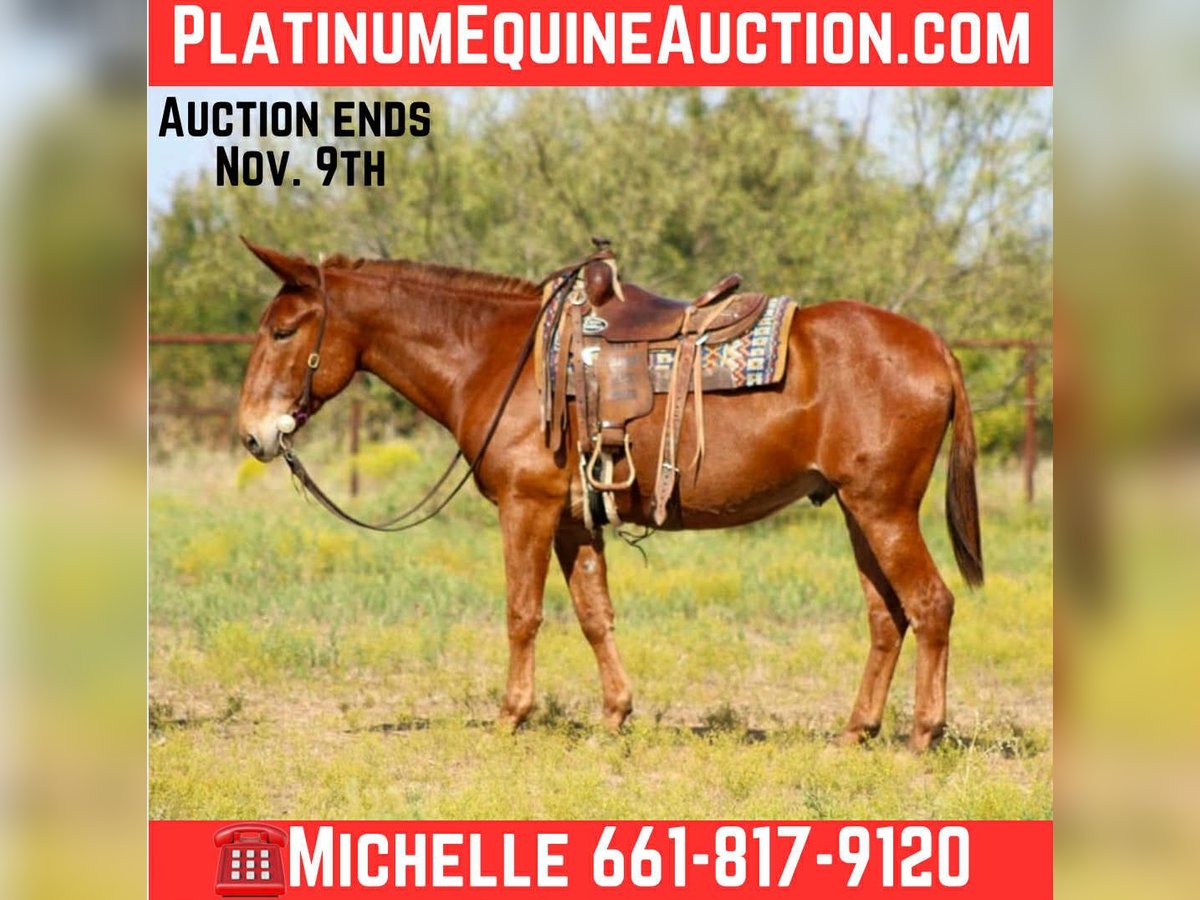 Mule Hongre 10 Ans 155 cm Alezan cuivré in Stephenville TX