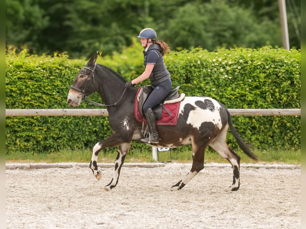 Mule Hongre 11 Ans 160 cm Léopard in Neustadt (Wied)