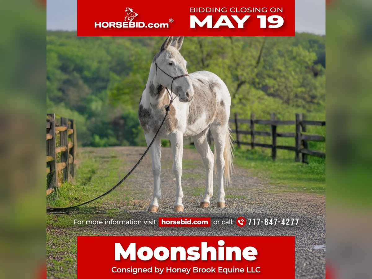 Mule Hongre 12 Ans 137 cm in Honey Brook, PA