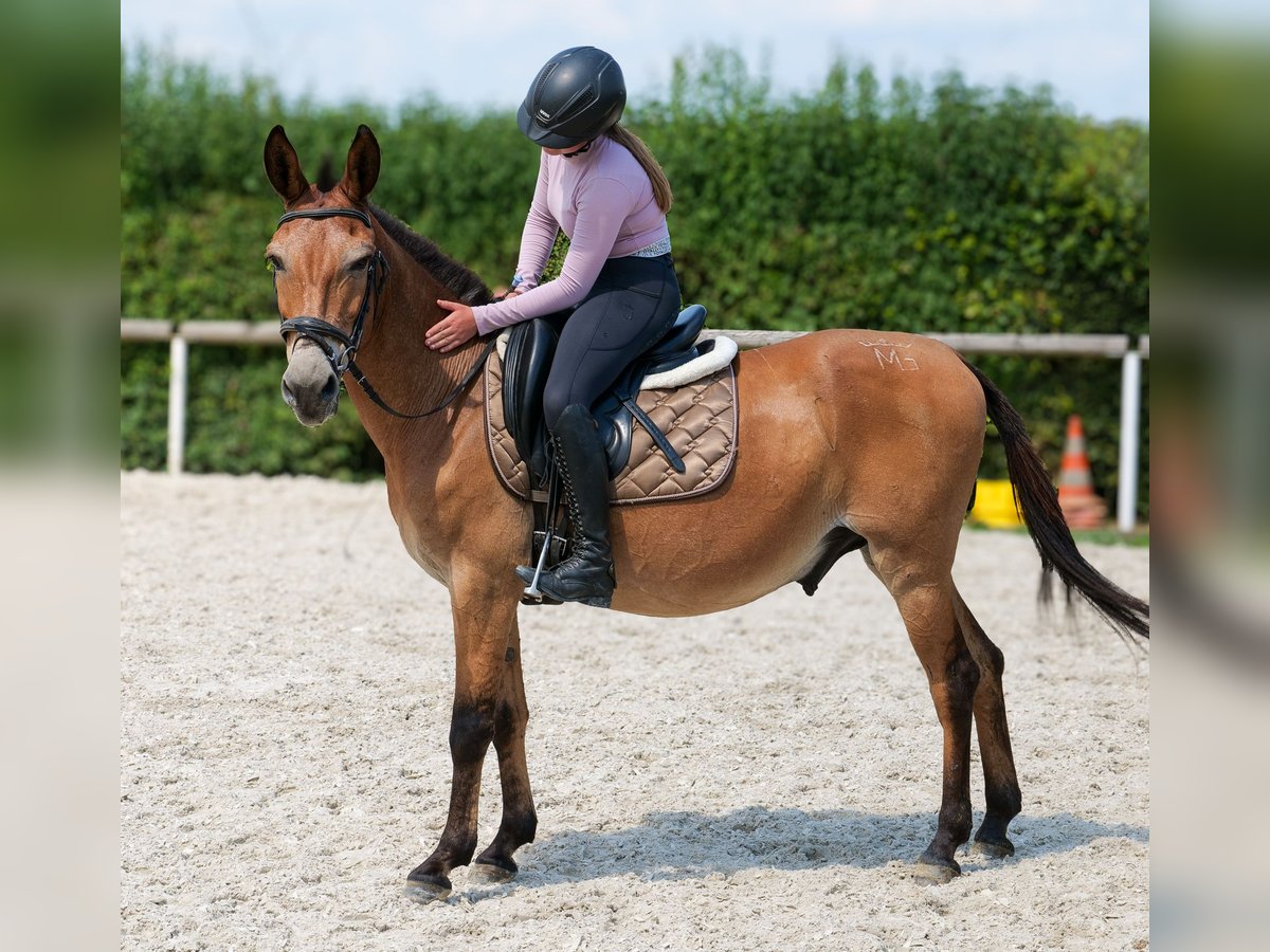 Mule Hongre 12 Ans 145 cm Bai in Neustadt Wied