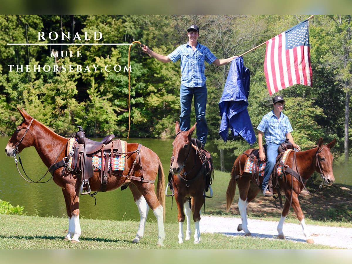 Mule Hongre 13 Ans 150 cm Alezan cuivré in Tompkinsville, KY