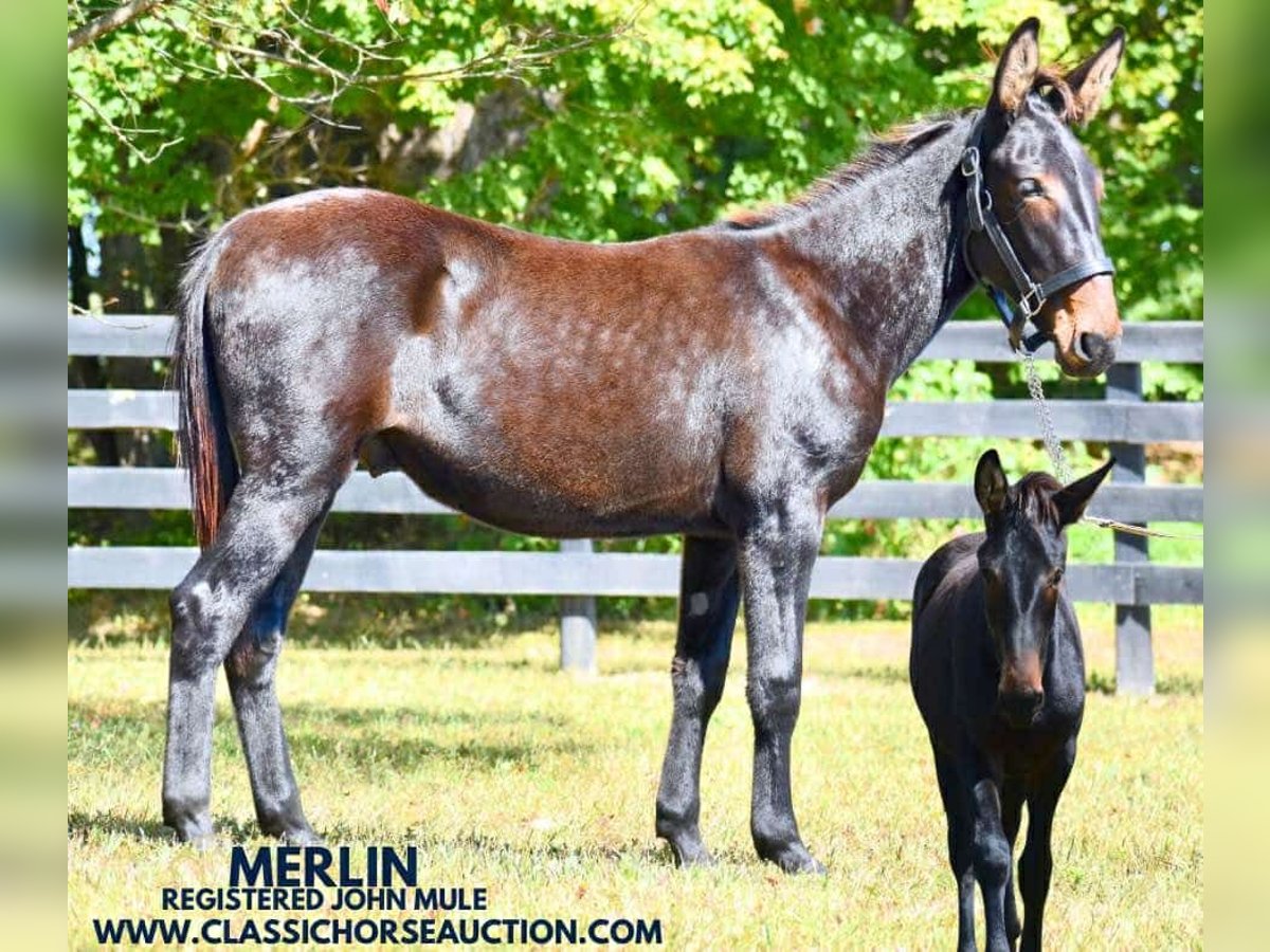 Mule Hongre 1 Année 132 cm Bai cerise in Pendleton, ky