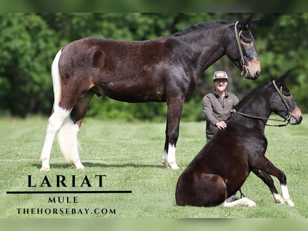 Mule Hongre 4 Ans 155 cm Noir in Parkers Lake, KY