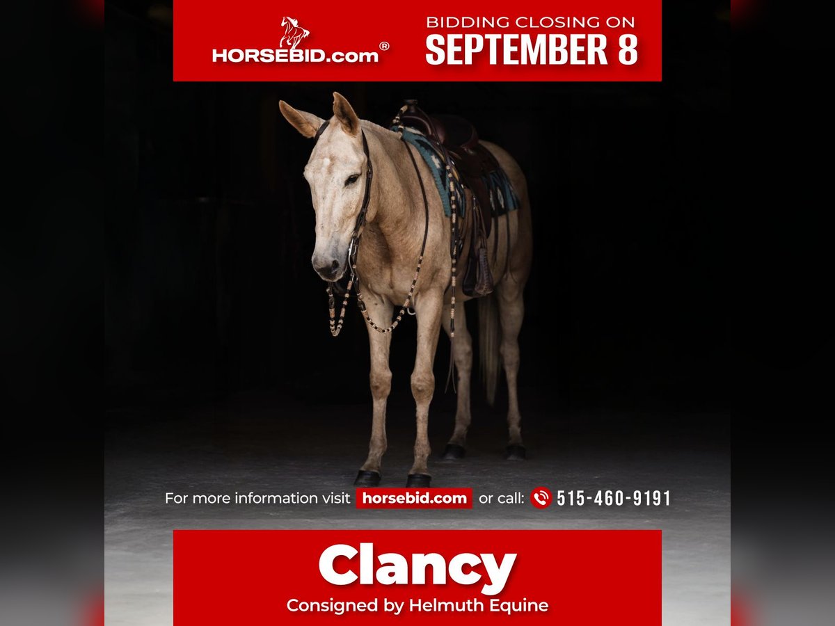 Mule Hongre 5 Ans 157 cm Palomino in Ames