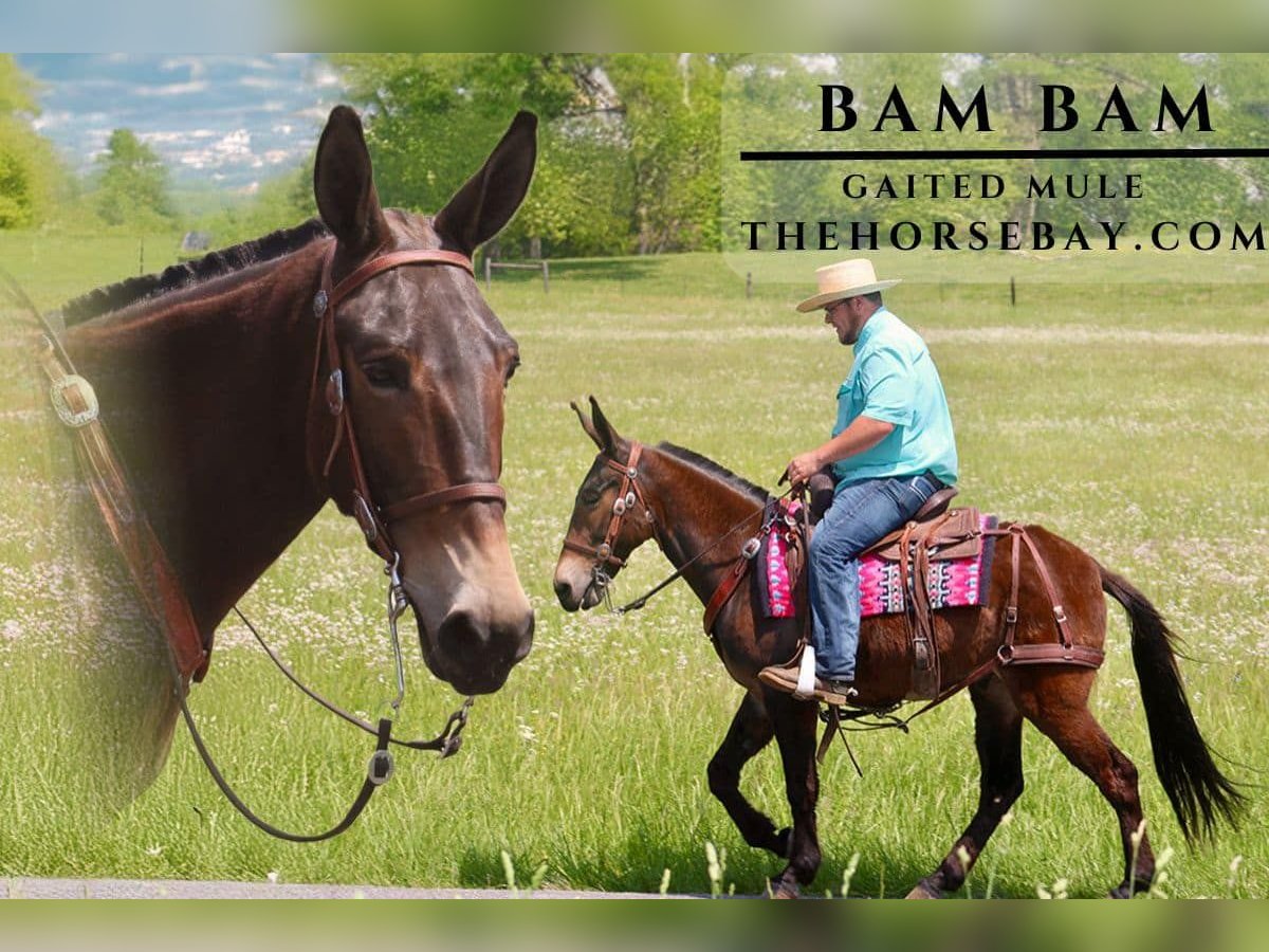 Mule Croisé Hongre 6 Ans 150 cm Bai cerise in Tompkinsville, KY