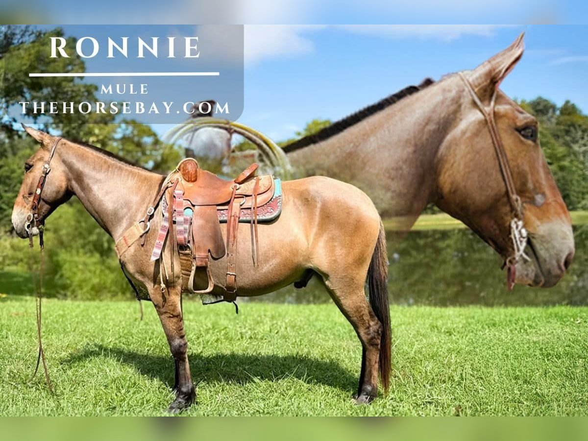 Mule Hongre 7 Ans 152 cm Isabelle in Willow Springs, MO