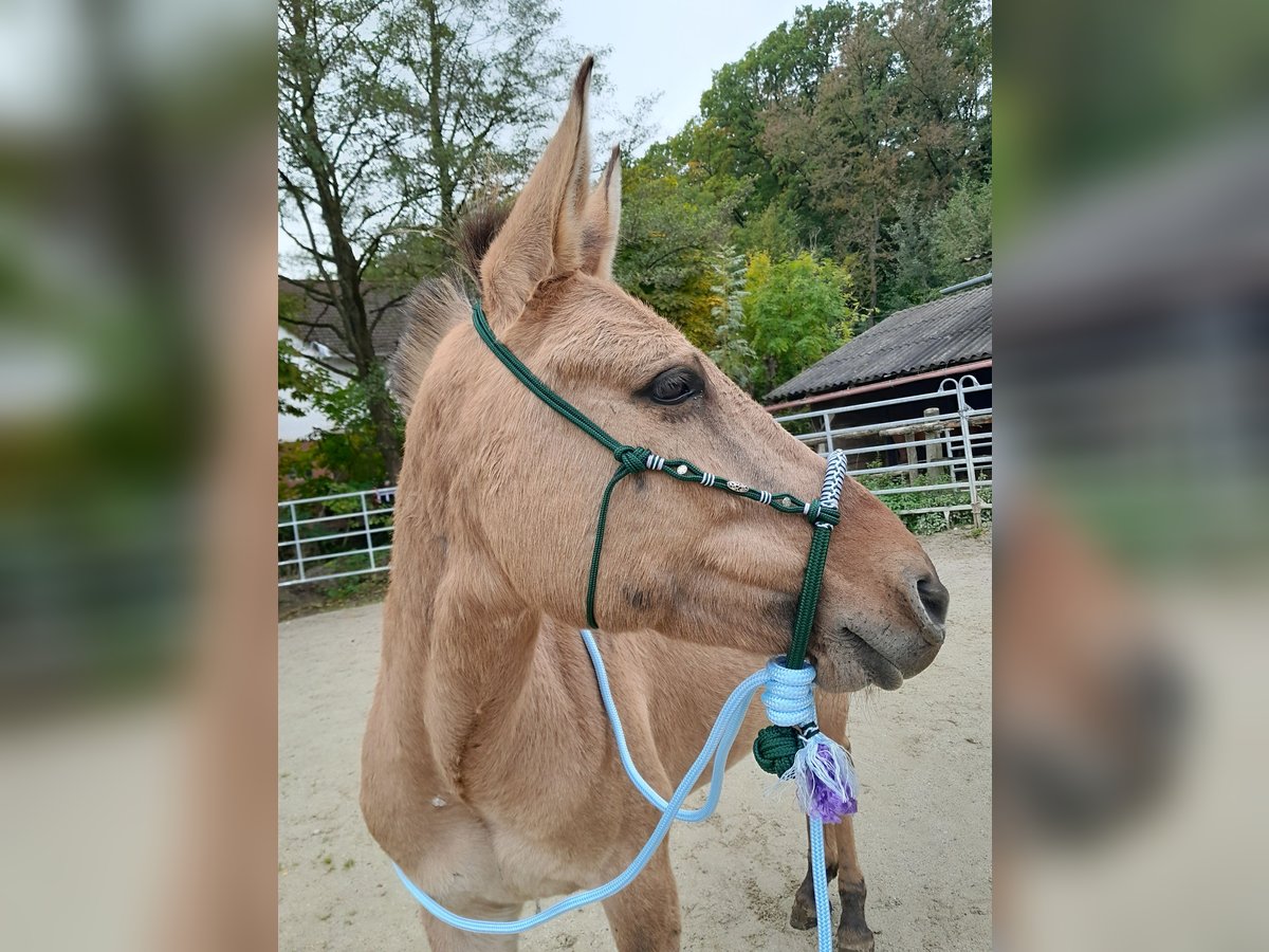 Mule Croisé Hongre 9 Ans 148 cm Isabelle in Sulz im Wienerwald