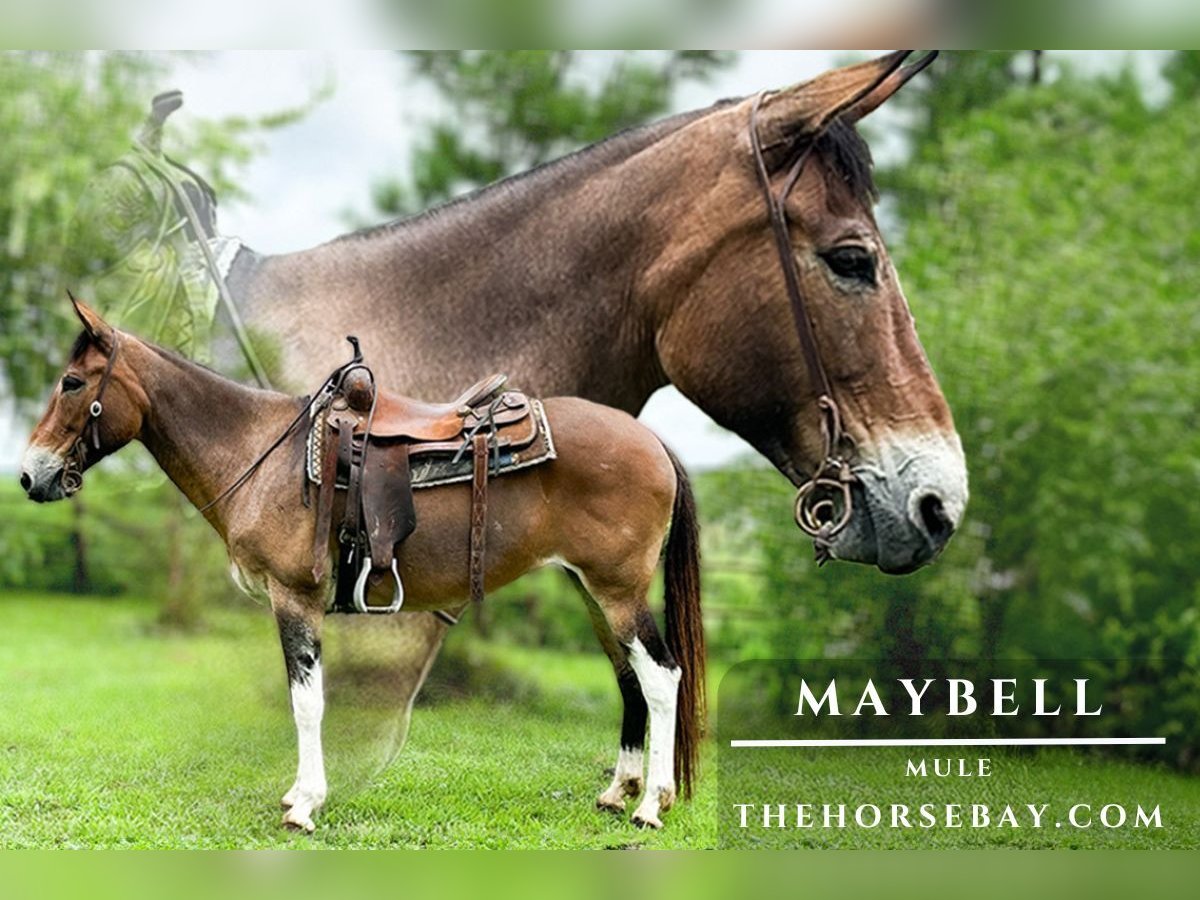 Mule Jument 10 Ans Bai cerise in Houston, MO