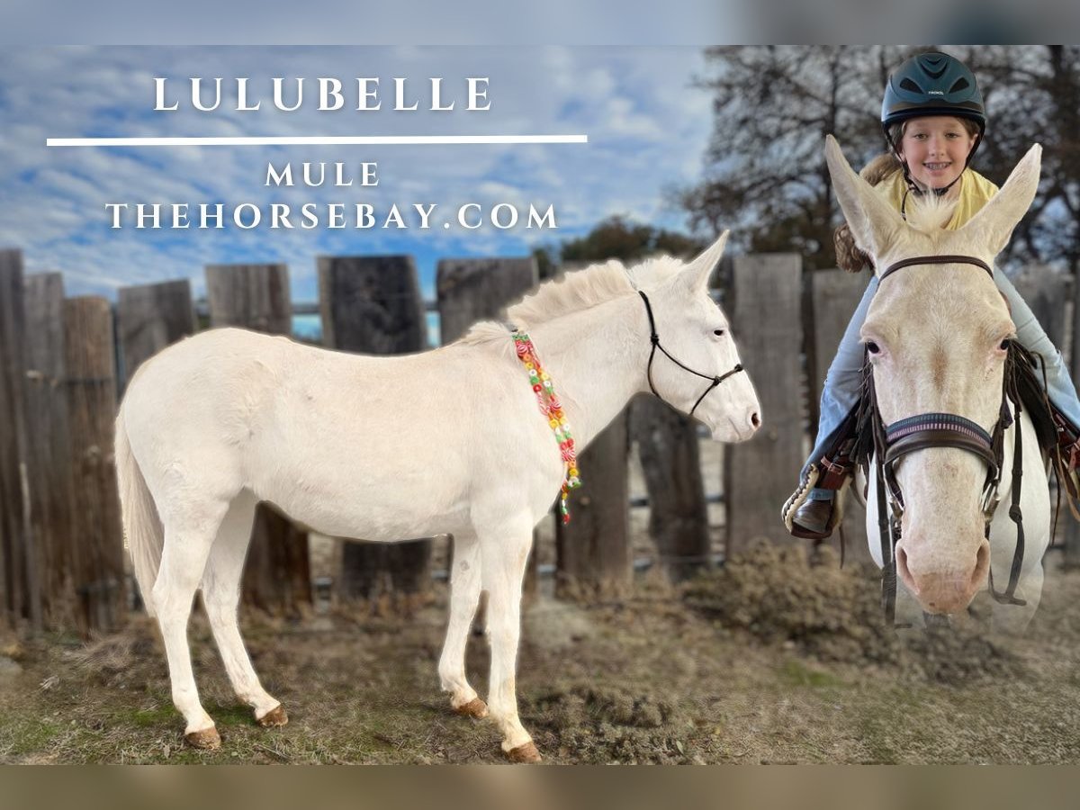 Mule Jument 16 Ans 135 cm Blanc in Plymouth, CA