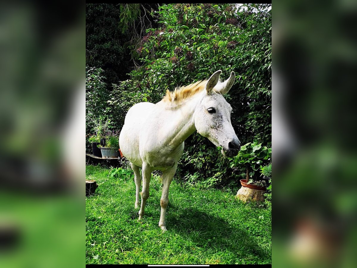 Mule Jument 19 Ans 120 cm Gris in Gundelsheim