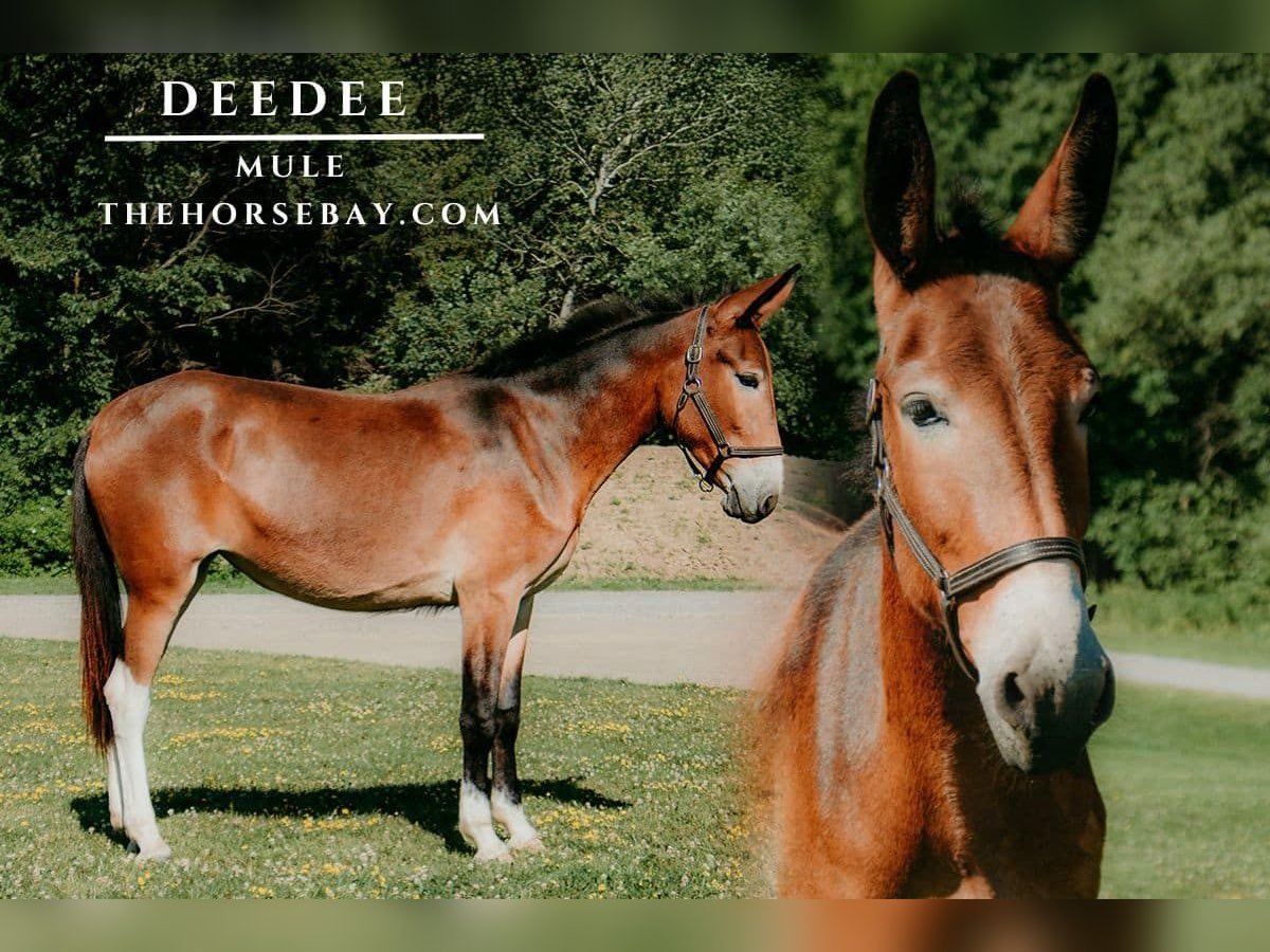 Mule Jument 3 Ans Bai cerise in Warsaw, NY